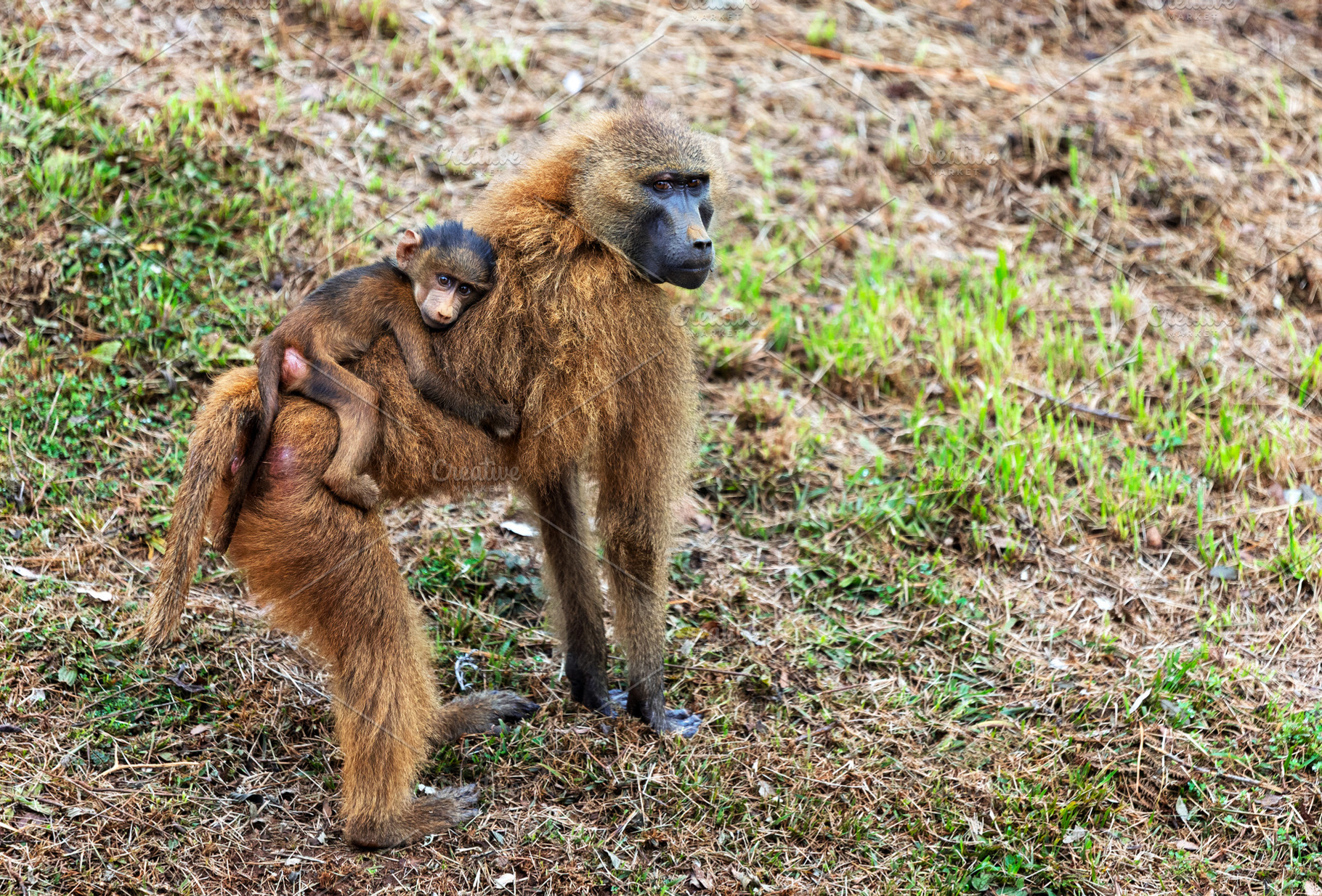 Baby Monkey Learns About the World w, an Animal Photo by Perpis