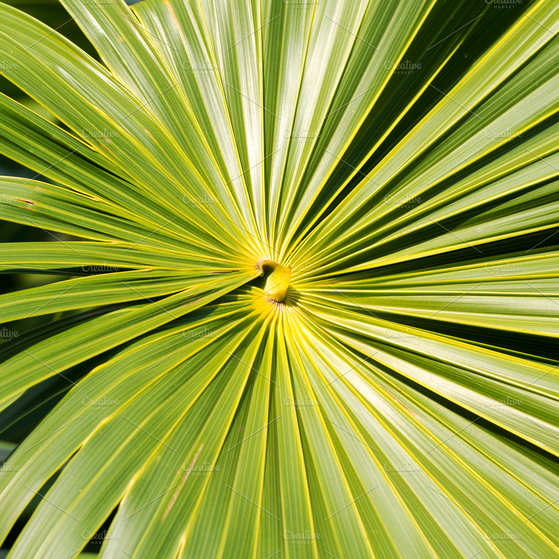 Green Leaf Background, a Nature Photo by THP Creative