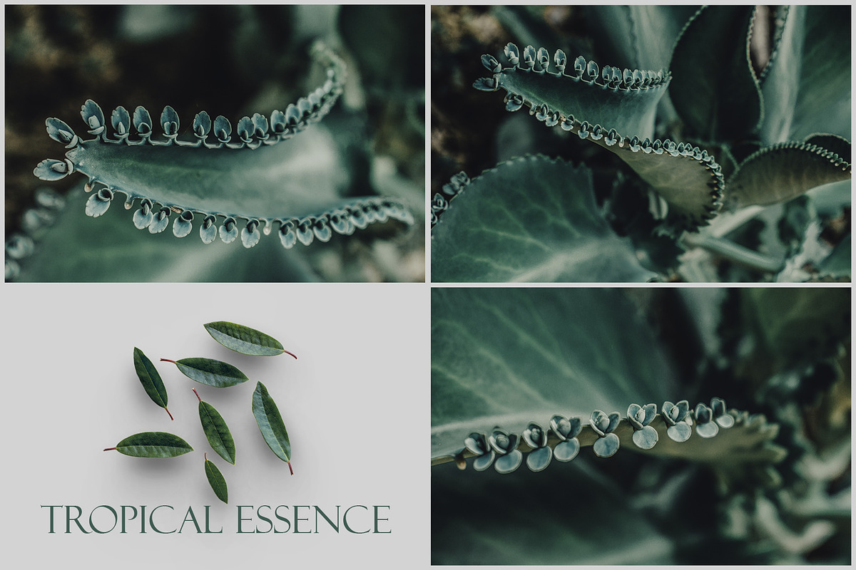 Tropical Essence. Photo bundle, a Wallpaper Graphic by EYWA ART (Photo 5 of 8)