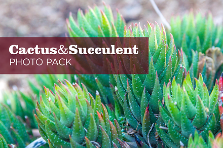 Cactus and Succulent Photo Pack