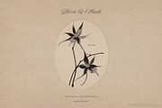 Bloom & Shade Botanical PNG Elements, an Object Graphic by alonahaidash (Thumbnail 5 of 13)
