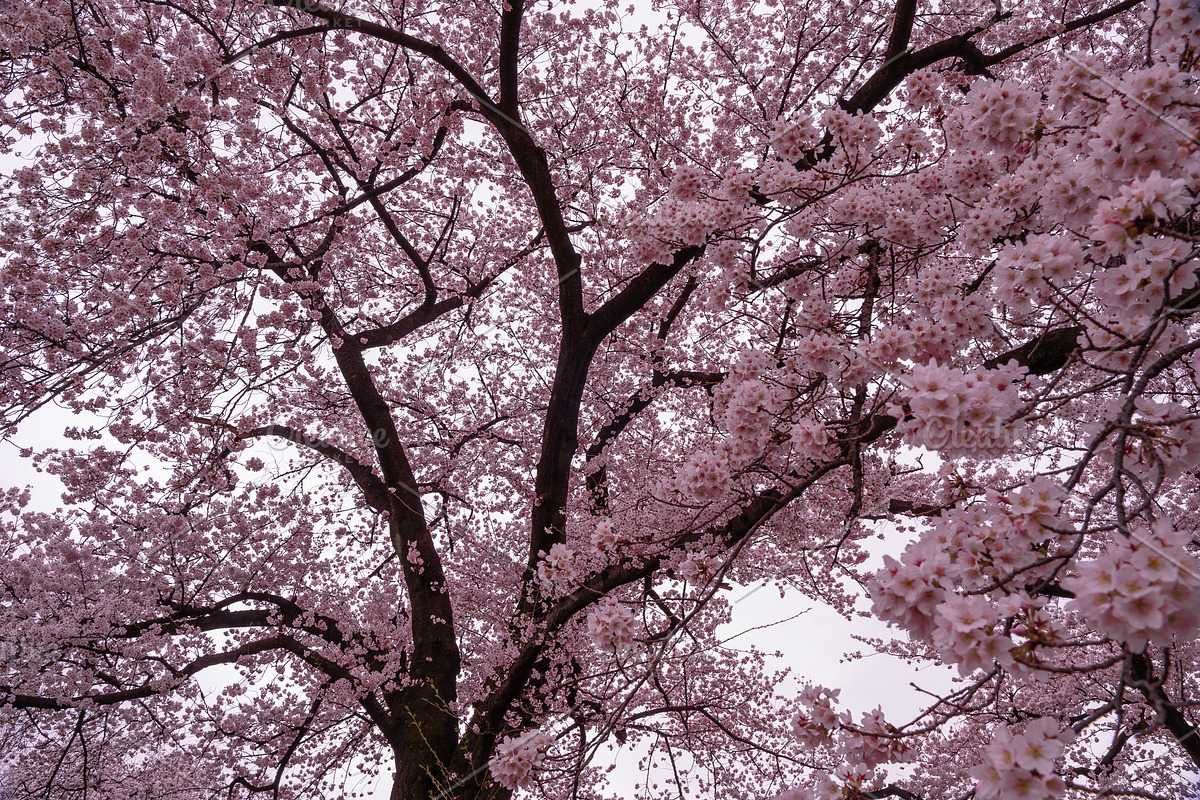 Japanese Cherry Blossom Photo Bundle, a Nature Photo by Silent Nature (Photo 3 of 10)