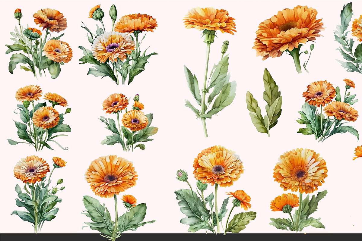 Watercolor Calendula Flowers Set, a Decorative Illustration by ARTify Illustrations (Photo 2 of 3)