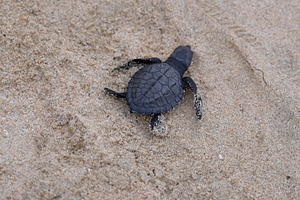 Release of baby turtles Olive Ridley
