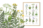Wild herbs. Wildflowers in summer, an Illustration by irina.vaneeva (Thumbnail 3 of 5)