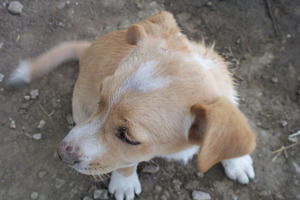 Dog stock photograph