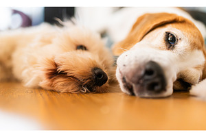 Maltipoo and Beagle Dogs Lying Side, an Animal Photo by MadPhotos