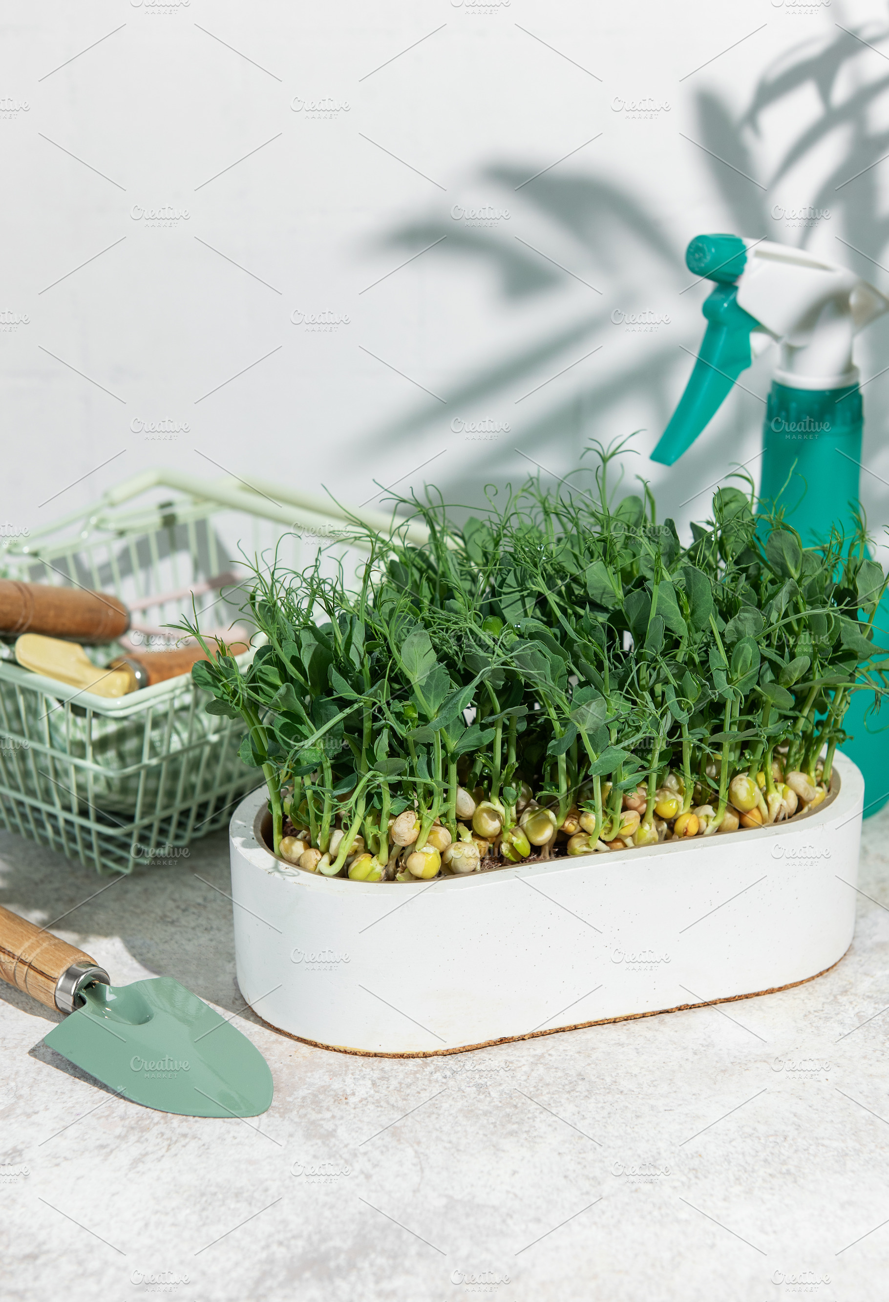 Growing pea microgreens for healthy eating and urban farming, a Food & Drink Photo by Olena Rudo