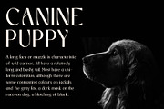 Wendys | Modern and chic Sans Serif, a Sans Serif Font by roomspace creative lab (Thumbnail 7 of 14)
