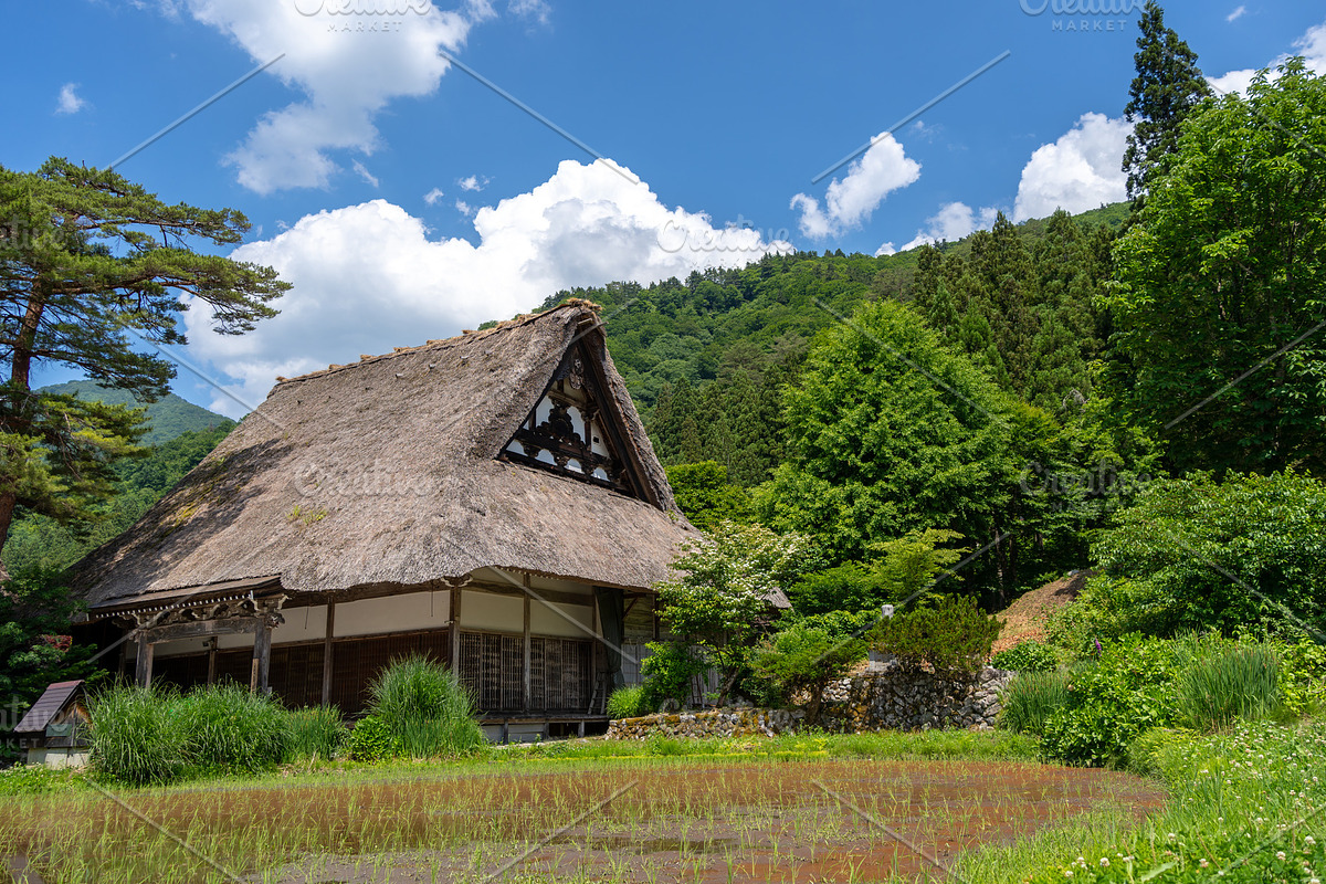Traditional houses and rice fields in Shirakawa-go, rural Japan, an ...