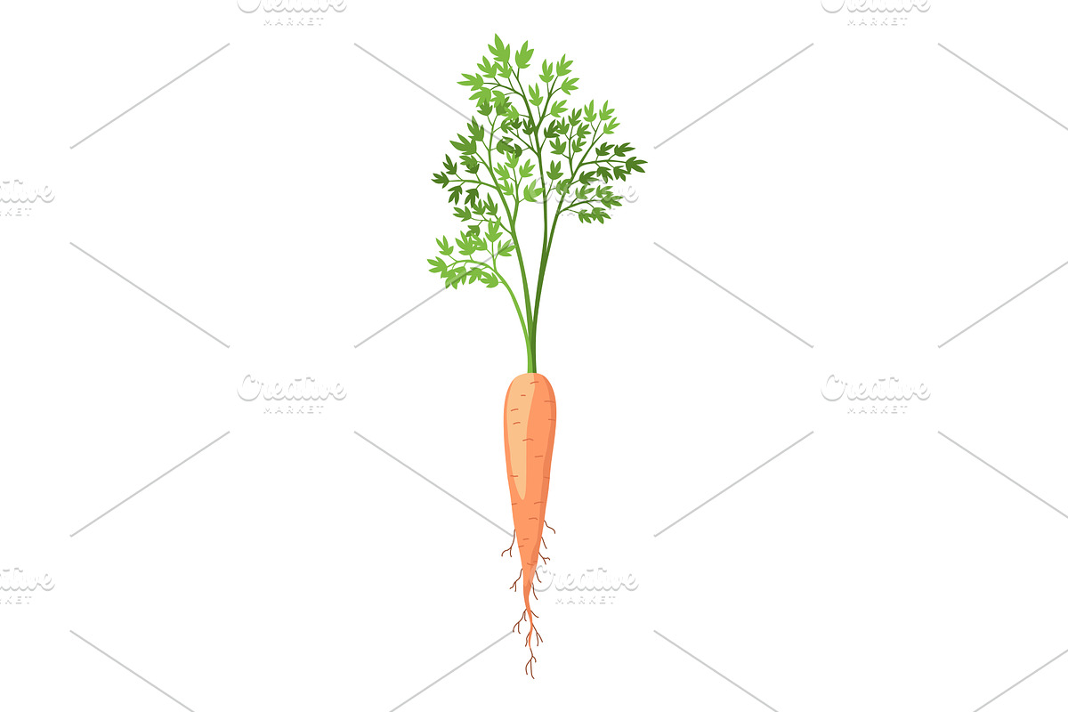 Carrot life cycle element. Carrot, a Food Illustration by the8monkey