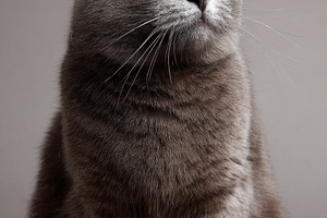Close-up portrait of a gray cat with green eyes, an Animal Photo by AlyaAnd