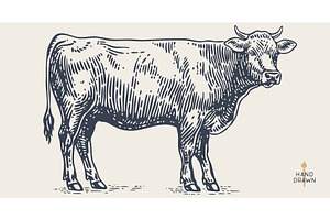 Cow, bull, beef. Retro style beef, a Food Illustration by Foxys Graphic