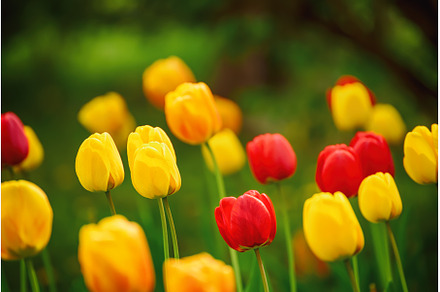 Yellow and red flowers, a Nature Photo by Nature and travel