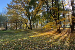 A serene autumn landscape with colorful foliage, sunlight filtering through tre, a Nature Photo by Textures & Backgrounds