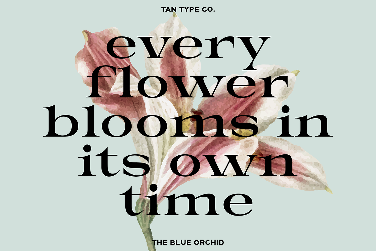 TAN - THE BLUE ORCHID, a Serif Font by TanType (Photo 5 of 12)