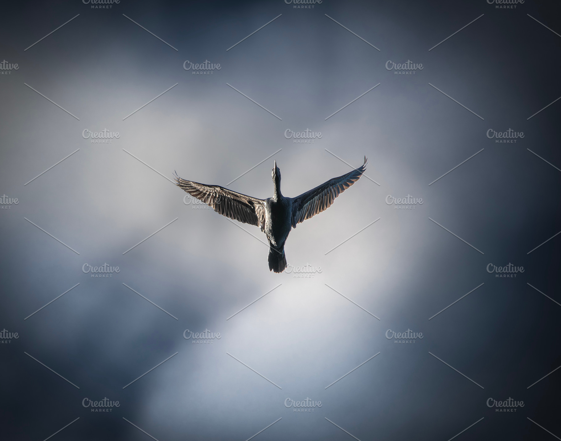 Little Black Cormorant, an Animal Photo by Rob D Animal Photography