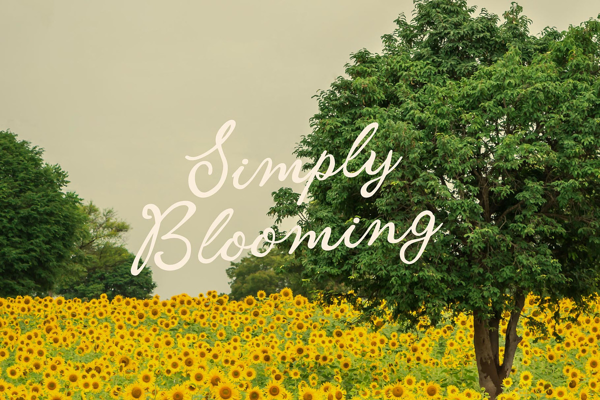 Housemail; Romantic Script and Sans, a Script Font by Eko Bimantara (Photo 9 of 16)