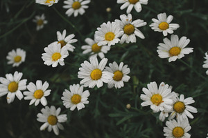 White daisies featuring daisy, daisies, and flowers