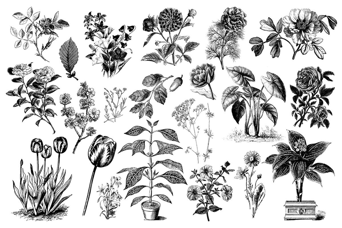 Floral Vintage Vector Illustrations, an Education Illustration by hypegraphic (Photo 3 of 4)