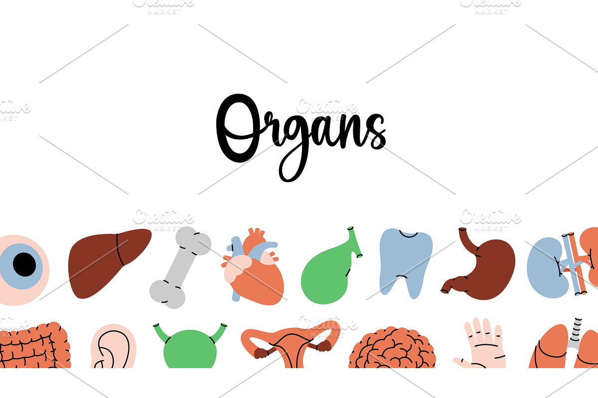 Organs horizontal banner. Internal, an Object Illustration by GraphiShop