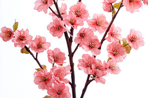 A delicate branch of pink cherry blossoms against a soft white backdrop., a Background Photo by ImageMir