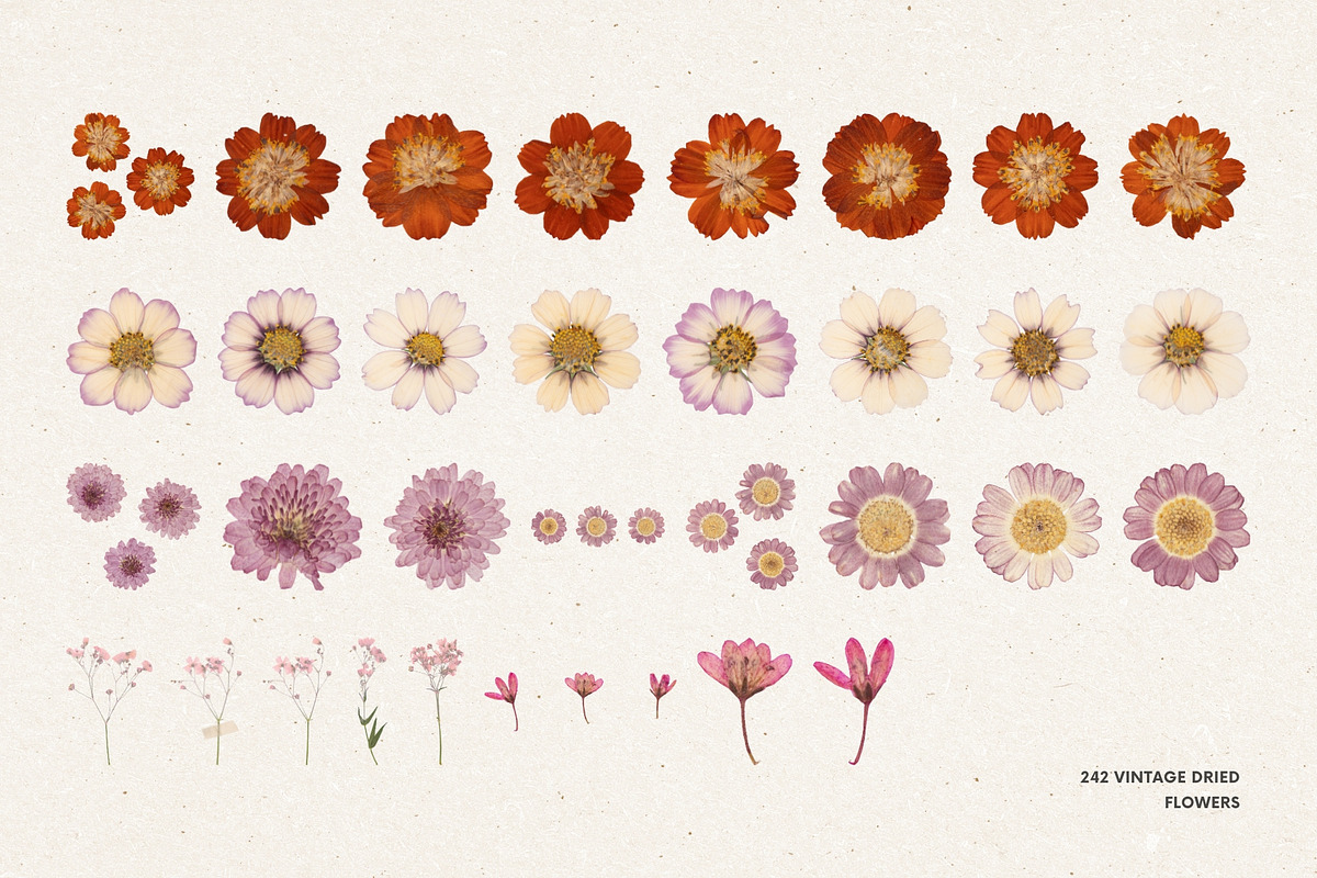 242 Vintage Dried Flowers, an Object Graphic by Ksuview (Photo 11 of 11)