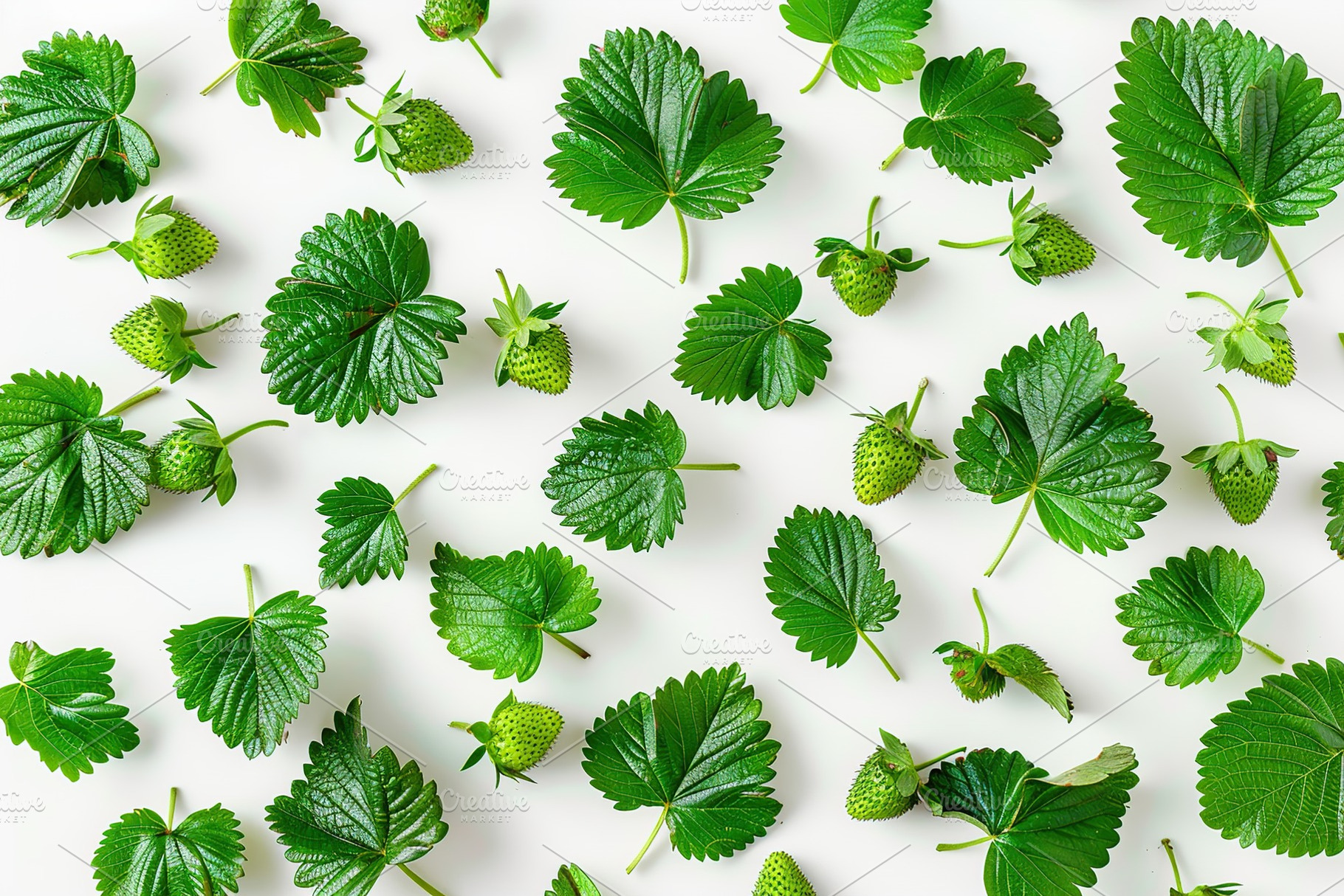 Strawberry leaf on white background, a Nature Photo by AlyaAnd