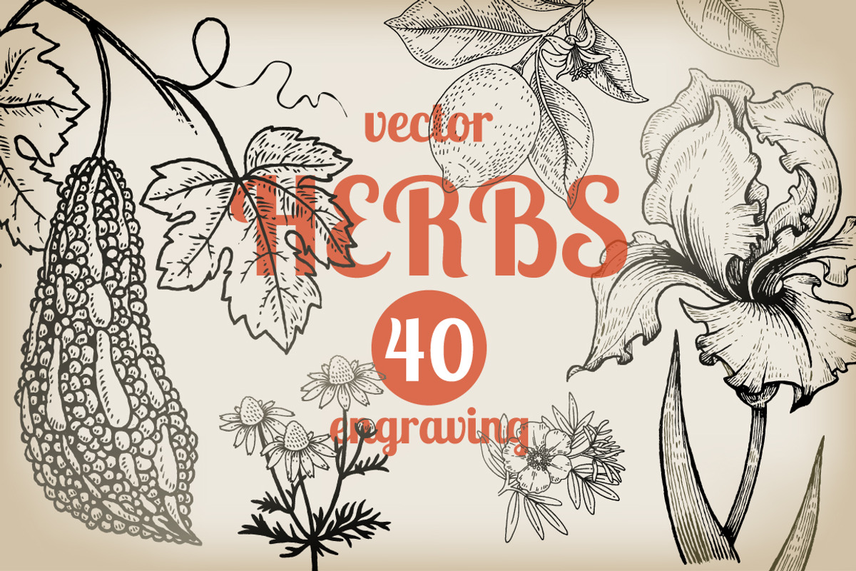 Set 40 hand drawn plants., an Object Graphic by MarinaVorontsova (Photo 1 of 8)