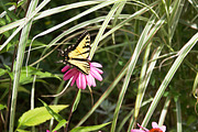 Summer Garden Collection, a Photo by Paper City Design (Thumbnail 4 of 21)