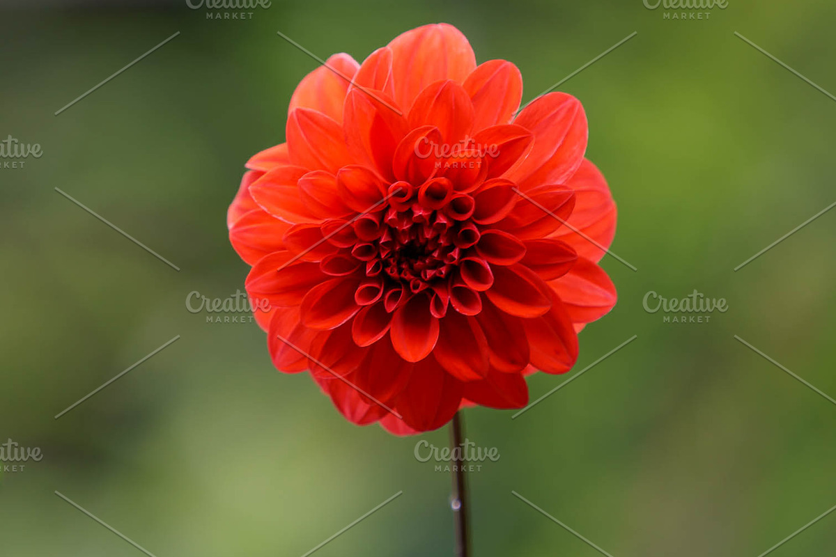 Spring Flower Garden Photo Bundle, a Nature Photo by Silent Nature (Photo 3 of 6)