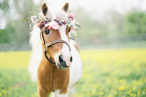 Mini horse with flower crown