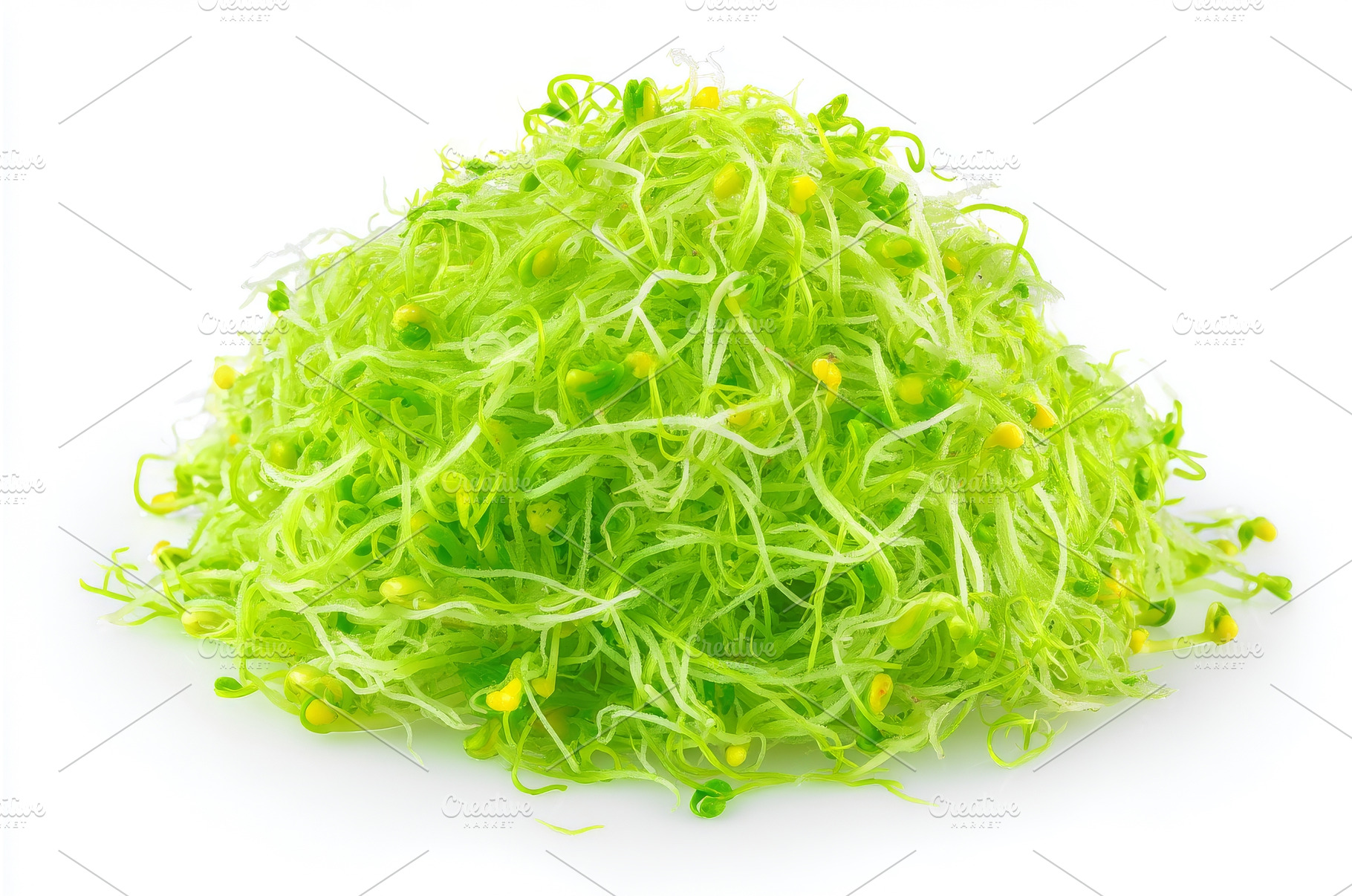 Young green radish microgreen, a Food & Drink Photo by ZinetroN