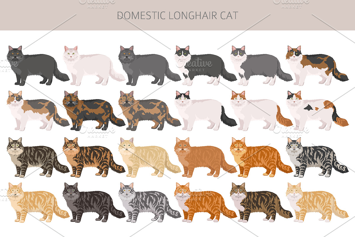 Domestic longhair cat, an Animal Illustration by pet design shop (Photo 2 of 6)
