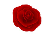 Rose. Vector Set., an Object Graphic by Gomolach (Thumbnail 3 of 6)