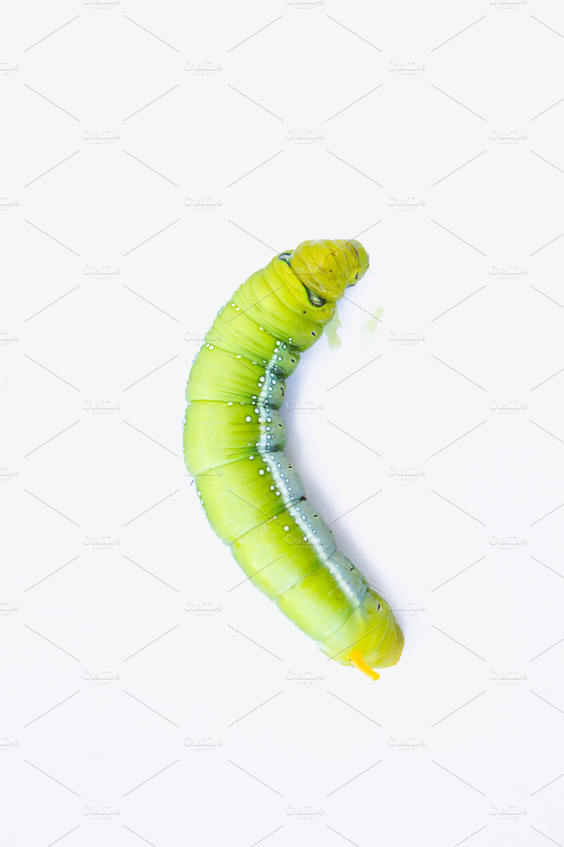 Green worm  caterpillar featuring agriculture, animal, and background, an Animal Photo by Lady-Vintage