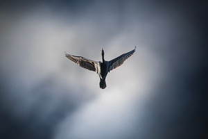 Little Black Cormorant, an Animal Photo by Rob D Animal Photography