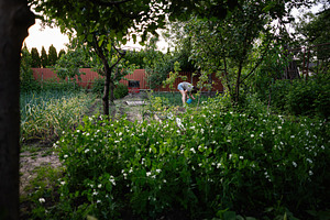 Person tending plants in a lush garden surrounded by greenery, a Person Photo by AS photostudio