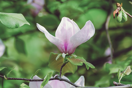 Magnolia spring flowers, a Nature Photo by Nature and travel