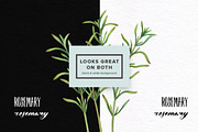 Watercolor Culinary Herbs, an Object Graphic by Kotulska (Thumbnail 4 of 4)