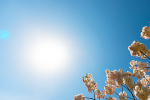 White cherry blossom branches reach into a bright sunlit sky, cr, a Nature Photo by Ales Munt