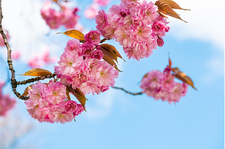 Sakura flowers, cherry blossom, a Nature Photo by MAnuta