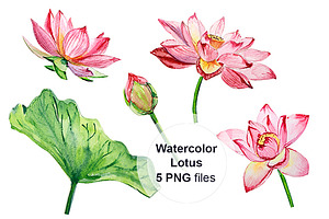 Watercolor Lotus