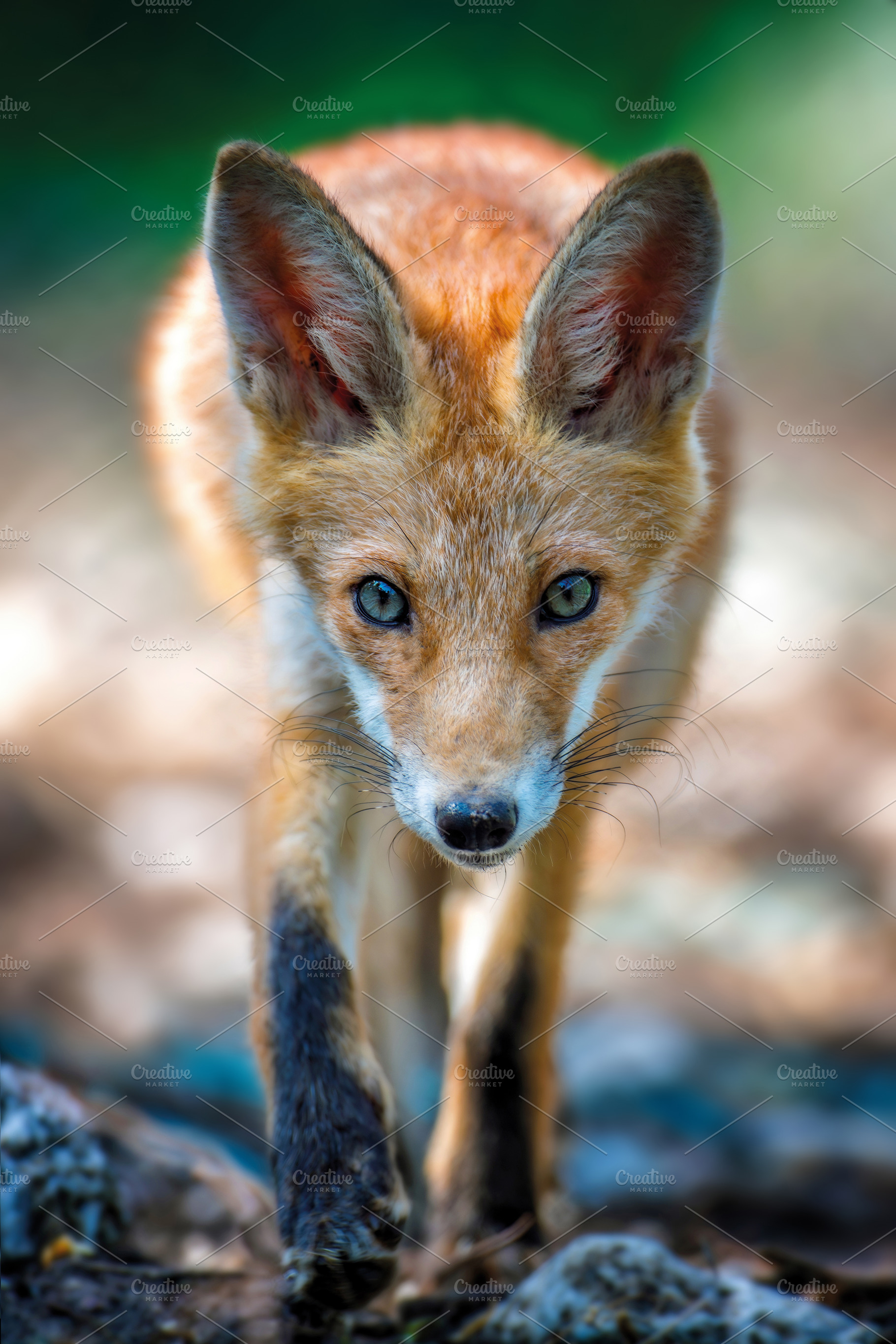 Red fox, vulpes vulpes in forest. Wild animal in natural environ, an Animal Photo by Byrdyak