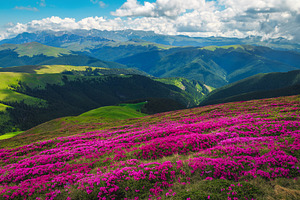 Flowering alpine rhododendrons, a Wallpaper Photo by Alpine Dreams