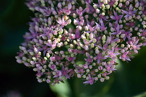 Pink sedum flowers blooming in garden macro photo. Close-up photo of Hyloteleph