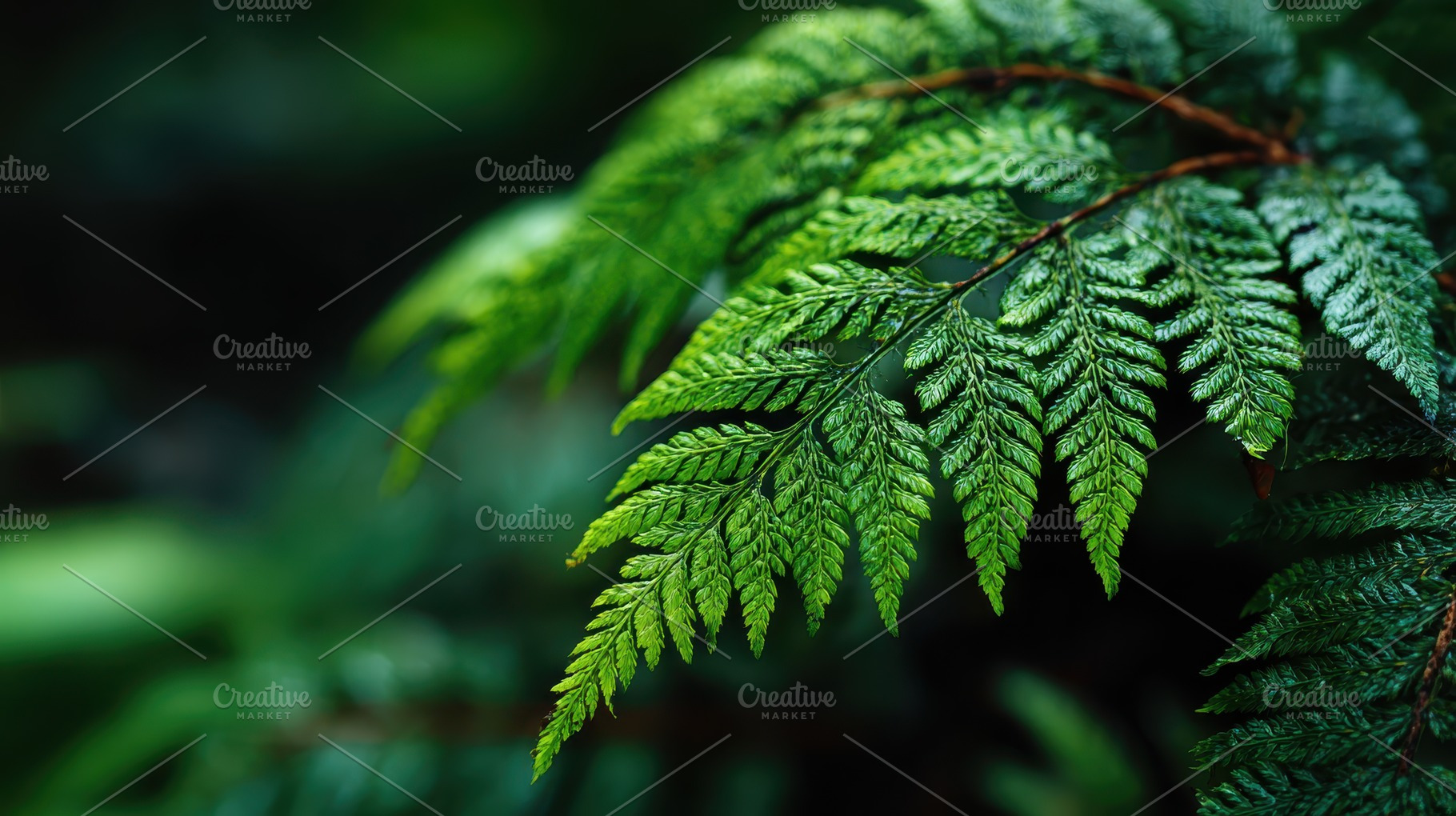 Lush Green Fern Fronds in Forest Nat, a Photo by Pixeness Studio