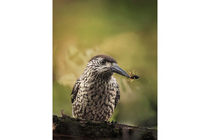 Portrait of spotted nutcracker bird, an Animal Photo by Fascinadora