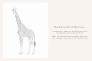 Zebra & Giraffe Illustrations - PNGs, an Animal Illustration by LaurenFittonIllustration (Thumbnail 8 of 9)