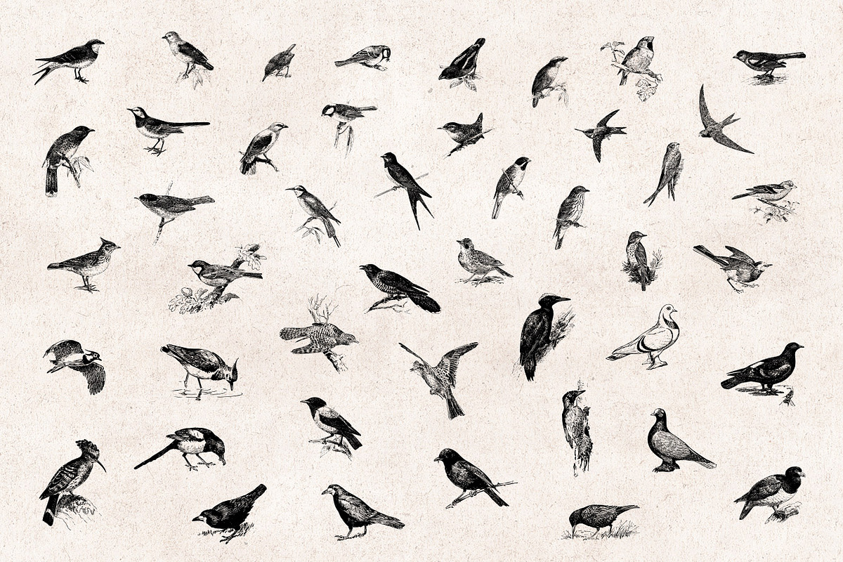 Birds Engravings Set, an Object Graphic by Graphic Goods (Photo 2 of 6)
